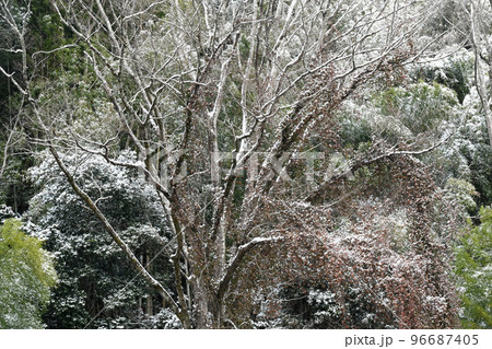 雪景色足助香嵐渓の樹木に降る雪 雪景色足助香嵐渓の樹木に降る雪 96687405