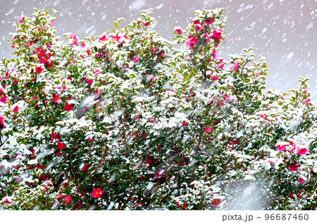 雪景色足助町 ツバキの花に積もった雪 96687460