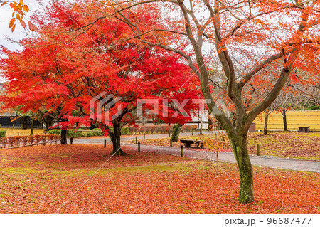 古都京都の秋　世界遺産　紅葉の元離宮二条城　散り紅葉 96687477
