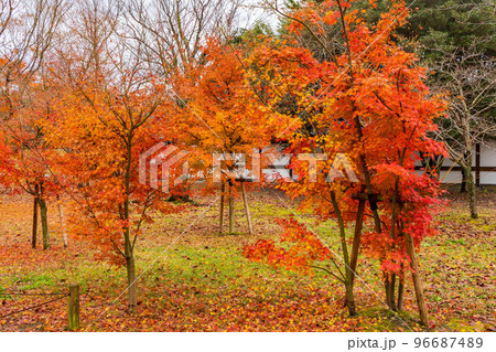 古都京都の秋 世界遺産 紅葉の元離宮二条城 散り紅葉 古都京都の秋 世界遺産 紅葉の元離宮二条城 散り紅葉 96687489