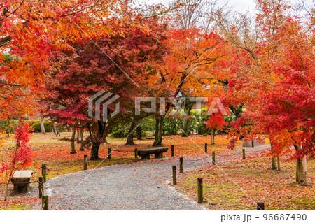 古都京都の秋 世界遺産 紅葉の元離宮二条城 散り紅葉 古都京都の秋 世界遺産 紅葉の元離宮二条城 散り紅葉 96687490