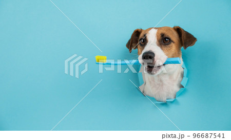 The muzzle of a Jack Russell Terrier sticks out through a hole in a paper blue background and holds an orange toothbrush. 96687541