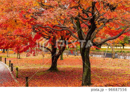 古都京都の秋　世界遺産　紅葉の元離宮二条城　散り紅葉 96687556