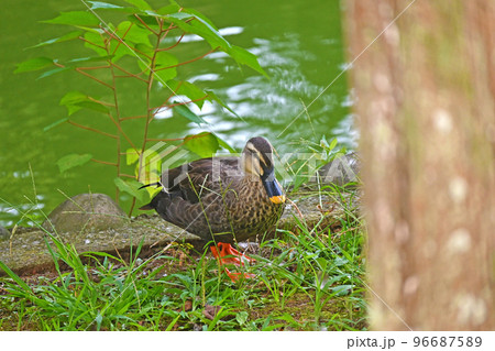 水辺から歩いてくるカルガモ 96687589