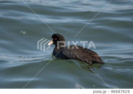 川で越冬するオオバン01 96687629