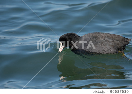 川で越冬するオオバン02 96687630