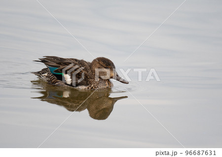 川で越冬するコガモ01 96687631