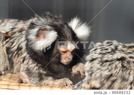 コモンマーモセット コモンマーモセット 96688232