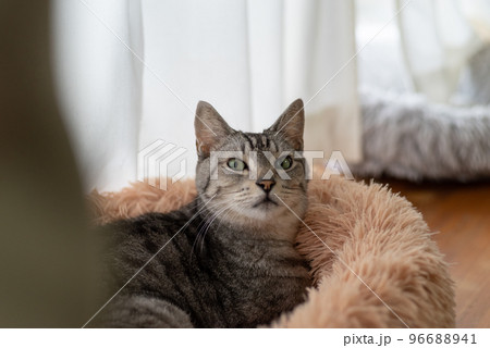 見つめる猫 サバトラ猫 見つめる猫 サバトラ猫 96688941