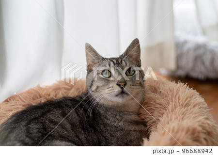 見つめる猫 サバトラ猫 見つめる猫 サバトラ猫 96688942