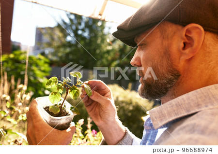 A male farmer holds a tree seedling in his hand to plant in the vegetable plot. Seedling plant sprout in soil. Concept agriculture farming 96688974