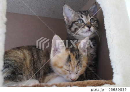 キャットタワーで遊ぶ子猫たち キャットタワーで遊ぶ子猫たち 96689055