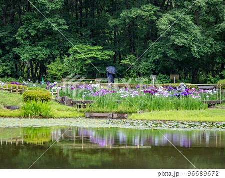 水面に映る花菖蒲 96689672