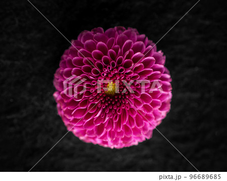 Top view of a flower on a black background. For design. Nature. Top view of a flower on a black background. For design. Nature. 96689685