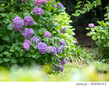 皇居に咲く紫陽花 96690543