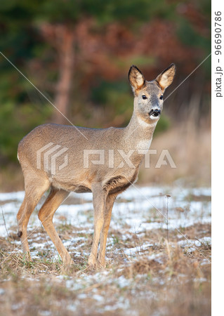 Roe deer standing on dry snowy grass in autumn nature 96690786