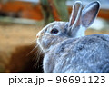 うさぎの横顔 96691123
