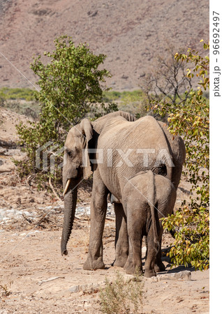 Two Desert Elephants in Namibia 96692497