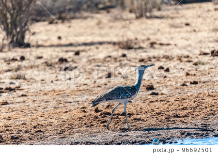 A Kori Bustard, standing on the edge of a waterhole 96692501