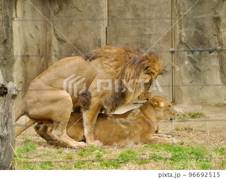 ライオン　オスメス　交尾 96692515