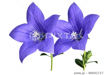 桔梗の花 　秋の七草のひとつ　（fix撮影） 96692727