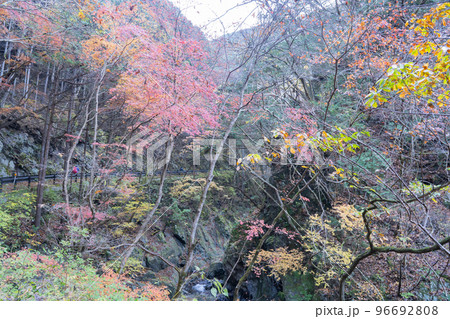 川乗橋バス停付近の紅葉（奥多摩の川苔山） 96692808