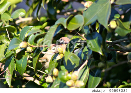 裏庭の雀 96693085