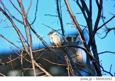 裏庭の雀 96693092