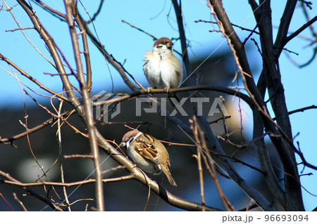 裏庭の雀 96693094