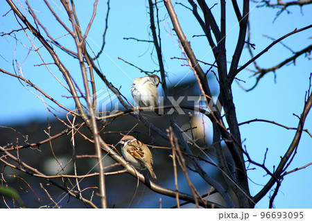 裏庭の雀 96693095