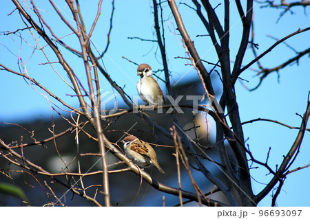 裏庭の雀 96693097