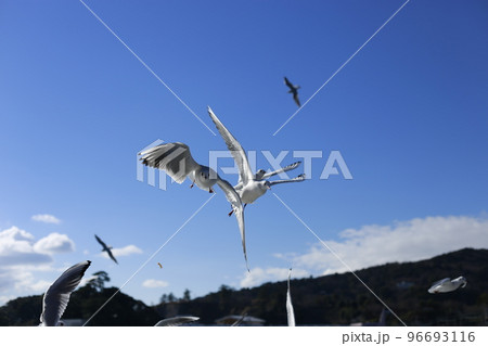 快晴の空を飛んでいる数羽のカモメ 96693116