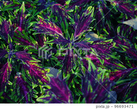 カラフルなコリウス 96693471