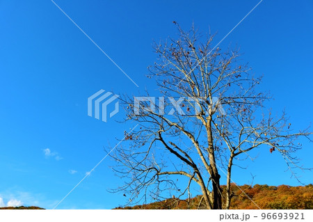 青空と落葉樹　晩秋の風景 96693921