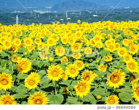 高原のひまわり畑 高原のひまわり畑 96694089