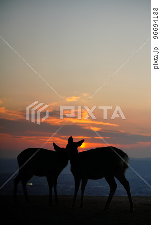 夕暮れ迫る若草山の鹿たち 96694188