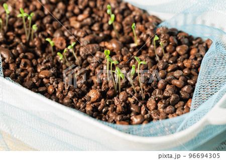 冬の水耕栽培　リーフレタス 96694305