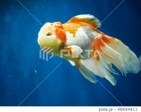 らんちゅう　うみの杜水族館 96694811