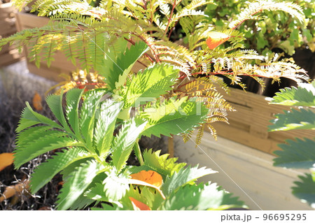 光と影にあるギザギザの葉 光と影にあるギザギザの葉 96695295