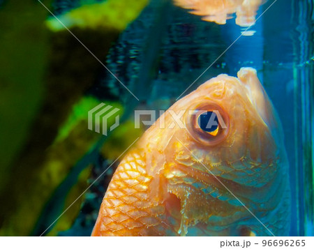 エビスダイ うみの杜水族館 エビスダイ うみの杜水族館 96696265
