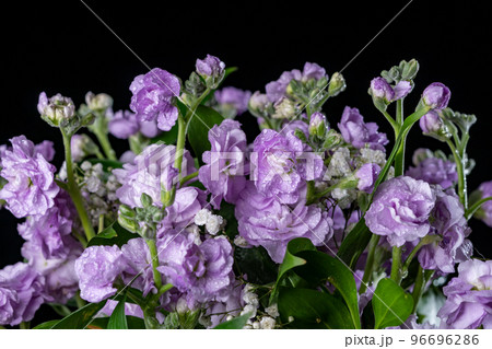 Bouquet of gently lilac Matthiola flowers on a black background 96696286