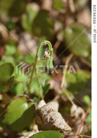 Alpine barrenwort 96696308
