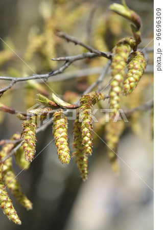 Hornbeam Fastiegata Hornbeam Fastiegata 96696309