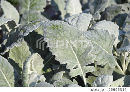 Shining-white ragwort 96696315