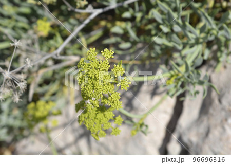 Sea fennel 96696316