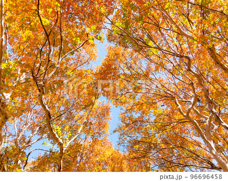 美しい紅葉の景色　鮮やかな百日紅の紅葉 96696458