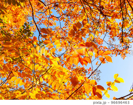 美しい紅葉の景色　鮮やかな百日紅の紅葉 96696463