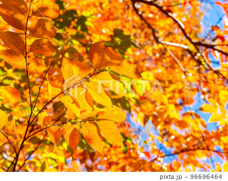美しい紅葉の景色 鮮やかな百日紅の紅葉 美しい紅葉の景色 鮮やかな百日紅の紅葉 96696464