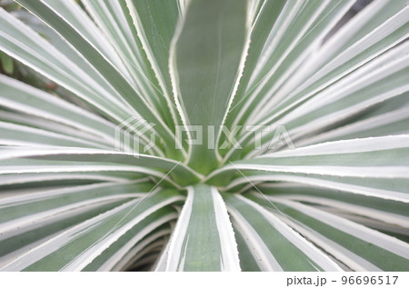 葉のアップ 96696517