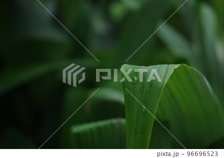 葉を流れる露 96696523